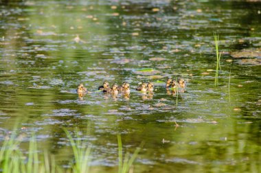 Ördekli genç ördek, güneşli bir günde, Sırbistan 'ın Novi Sad kenti yakınlarındaki Tuna Nehri' nin sularında.