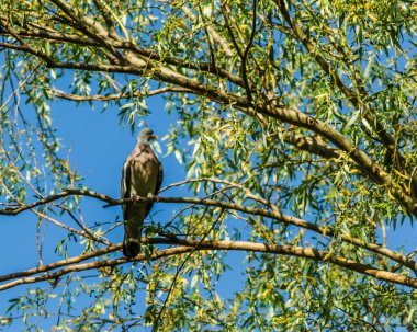 Söğüt ağacının tepesinde, doğal ortamında bir kumru..