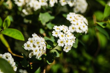 Minik kar beyazı leylak çiçekleri Lobularia maritima Alissum maritimum, tatlı alacsum veya tatlı Alison, Alissum cinsi, düşük yetişen, Brascaceae familyasından bir çiçektir..