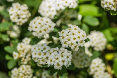 Minik kar beyazı leylak çiçekleri Lobularia maritima Alissum maritimum, tatlı alacsum veya tatlı Alison, Alissum cinsi, düşük yetişen, Brascaceae familyasından bir çiçektir..