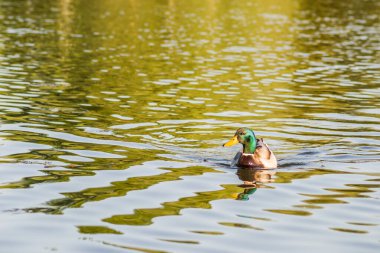 Doğal ortamlarında vahşi ördekler. Kanal boyunca sudaki vahşi ördek..