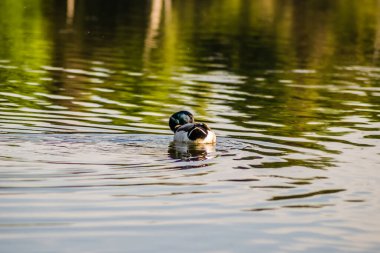 Doğal ortamlarında vahşi ördekler. Kanal boyunca sudaki vahşi ördek..