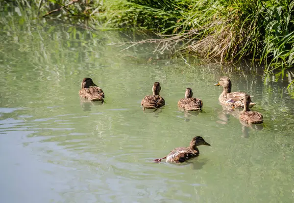 Jeune Canard Avec Des Canetons Par Une Journée Ensoleillée Sur — Photo