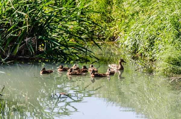 Jeune Canard Avec Des Canetons Par Une Journée Ensoleillée Sur — Photo