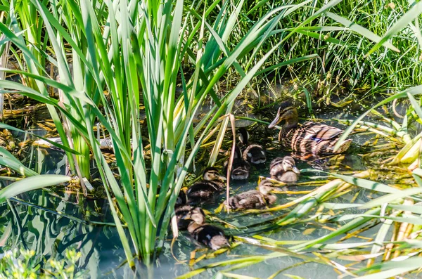 Pato Joven Con Patitos Día Soleado Agua Del Afluente Del — Foto de Stock