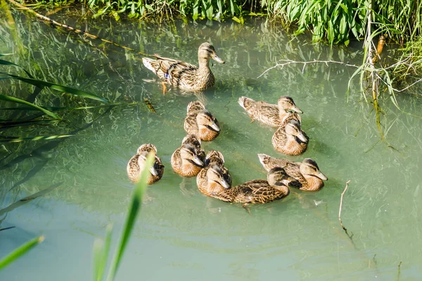 Pato Joven Con Patitos Día Soleado Agua Del Afluente Del — Foto de Stock