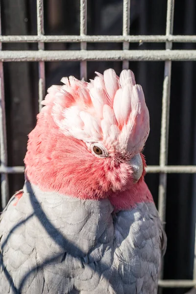 Egzotik Rosa Kakadu Galah Avustralyalı Bir Papağan — Stok fotoğraf