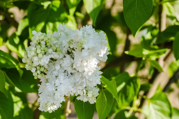 Confusing White Lilac Plant Illuminated Afternoon Sun — Stock Photo, Image