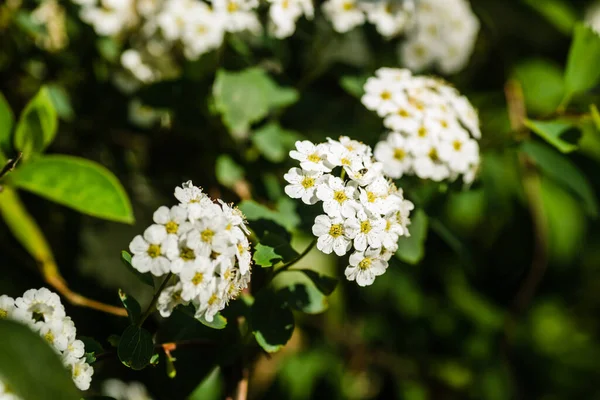 Bunga Lila Putih Salju Kecil Lobularia Maritima Alissum Maritimum Alissum — Stok Foto