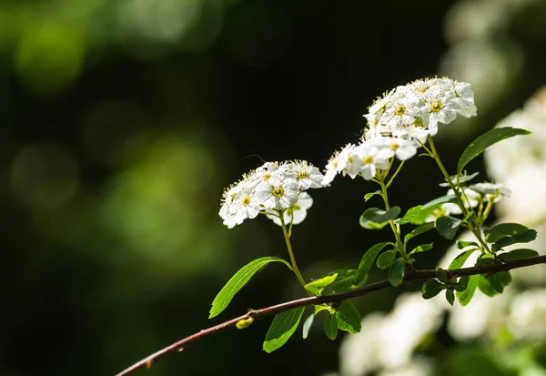 Крошечные Белоснежные Цветки Лилейника Ularia Maritima Alissum Maritimum Сладкий Алиссум — стоковое фото