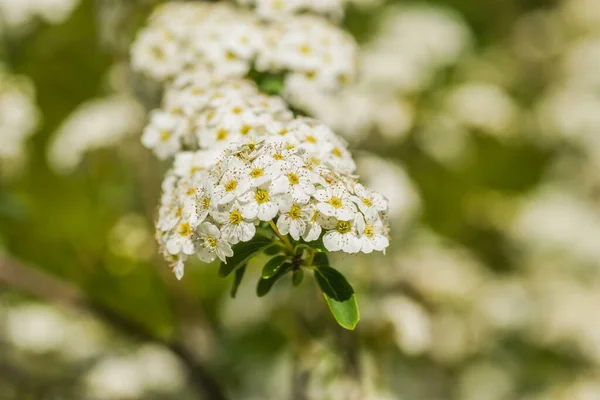 Apró Hófehér Lila Virágok Lobularia Maritima Alissum Maritthe Sweet Alissum — Stock Fotó