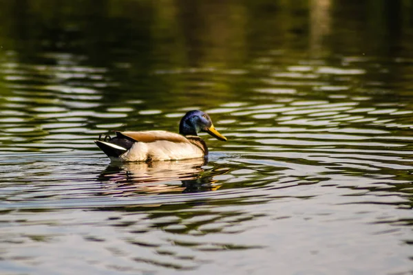 Doğal ortamlarında vahşi ördekler. Kanal boyunca sudaki vahşi ördek..