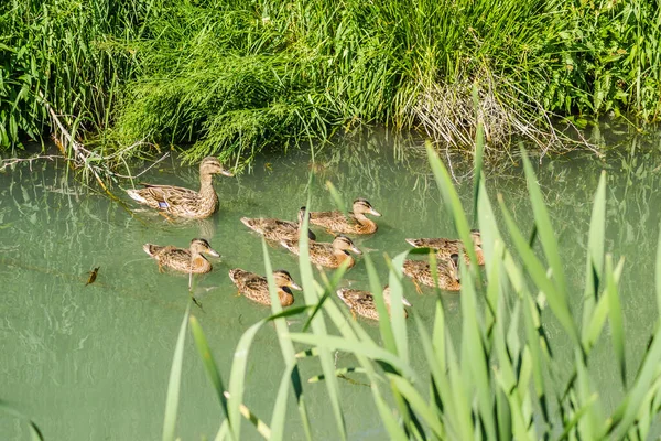 Kiskacsa Kiskacsákkal Egy Napsütéses Napon Duna Mellékfolyó Vizén Újvidék Közelében — Stock Fotó