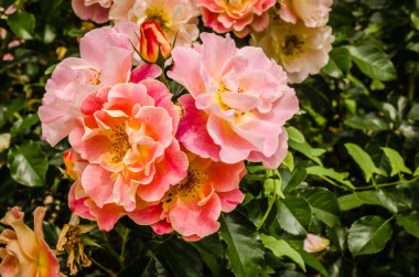 Kovilj manastırının bahçesinde tomurcuk ve çiçek açan portakal gülleri..