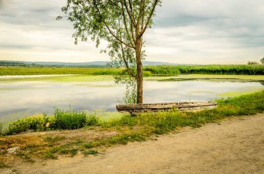 Tahta bir tekne kıyıya çekilip Novi Sad yakınlarındaki bir ağaca bağlanmış..