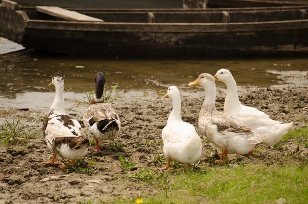 Domestic Wild Ducks Approach Pond Water — Stock Photo, Image