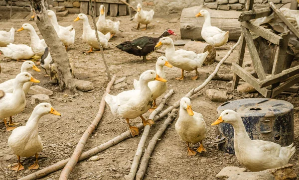 Domestic White Ducks Rural Farm — ストック写真