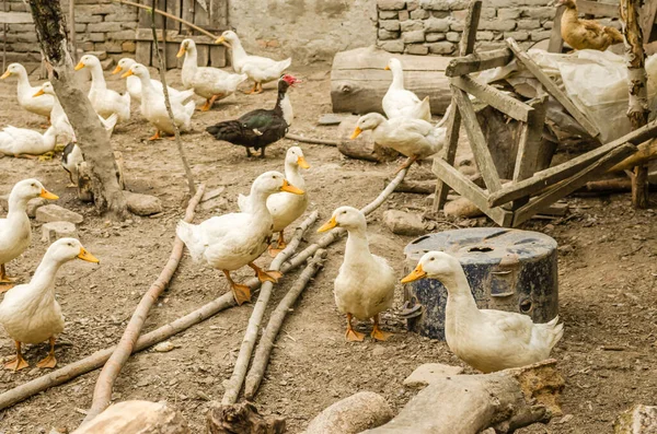 Domestic White Ducks Rural Farm — ストック写真