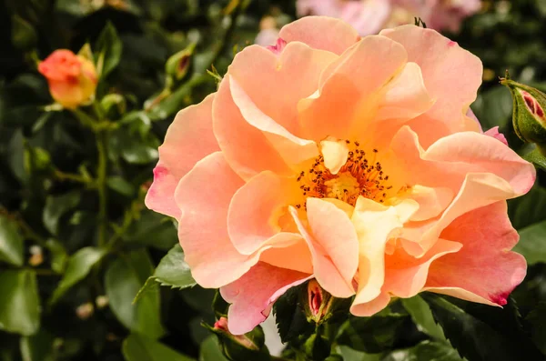 Bush Buds Blossoming Orange Roses Garden Kovilj Monastery — стокове фото