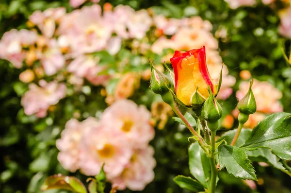 Ένας Θάμνος Από Μπουμπούκια Και Ανθισμένα Πορτοκαλί Τριαντάφυλλα Στον Κήπο — Φωτογραφία Αρχείου