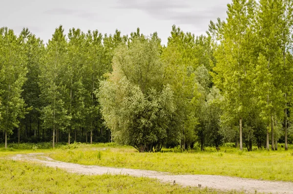 Summer Panorama Green Forest Pond Covered Yellow Flowers Yellow Water — Stock Photo, Image