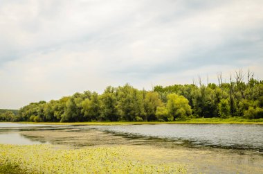 Yeşil orman ve göletin yaz manzarası Kovilj yakınlarında, Novi Sad yakınlarında sarı zambaklardan oluşan sarı çiçeklerle kaplıydı..