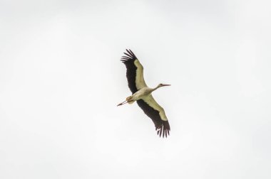 Beyaz leylekler yerleşim yerinin üstünde uçuyor..