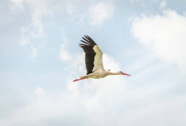 Beyaz leylekler yerleşim yerinin üstünde uçuyor..