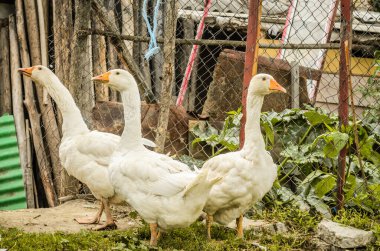 Çiftlikteki yerli beyaz kazlar.
