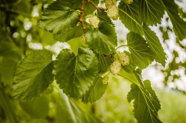 Bahar üzerinde şube olgun beyaz dut meyve ve yeşil yapraklar.