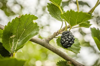 Baharda olgun yeşil dut meyveleri ve yeşil yapraklı bir dal..
