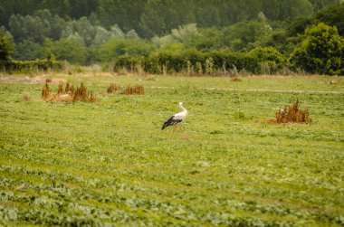 Beyaz Leylek kuşu ormanın önündeki açıklıkta yürüyor..