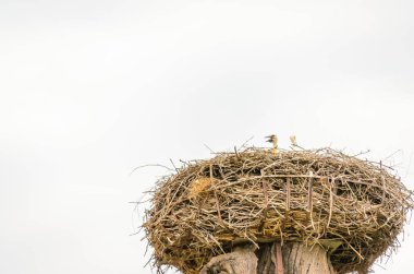 Kalabalık bir bölgede, elektrik direğindeki bir yuvada yaşayan vahşi bir leylek ailesi..