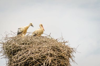 Kalabalık bir bölgede, elektrik direğindeki bir yuvada yaşayan vahşi bir leylek ailesi..