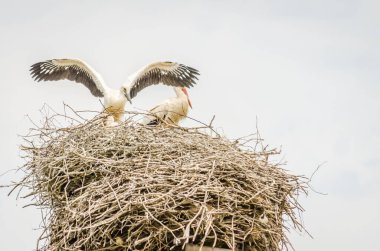 Kalabalık bir bölgede, elektrik direğindeki bir yuvada yaşayan vahşi bir leylek ailesi..
