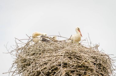 Kalabalık bir bölgede, elektrik direğindeki bir yuvada yaşayan vahşi bir leylek ailesi..