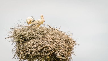 Kalabalık bir bölgede, elektrik direğindeki bir yuvada yaşayan vahşi bir leylek ailesi..