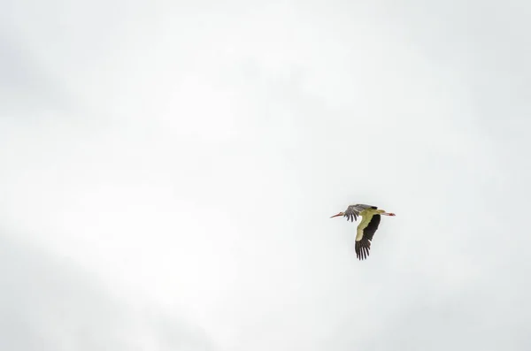 White Storks Fly Air Settlement — Stock Photo, Image