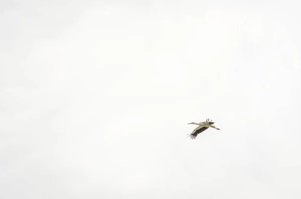 White Storks Fly Air Settlement — Stock Photo, Image