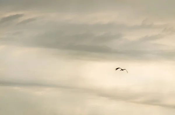 Cigüeñas Blancas Vuelan Aire Sobre Asentamiento —  Fotos de Stock