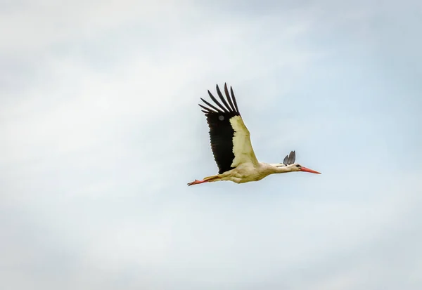 White Storks Fly Air Settlement — Fotografia de Stock