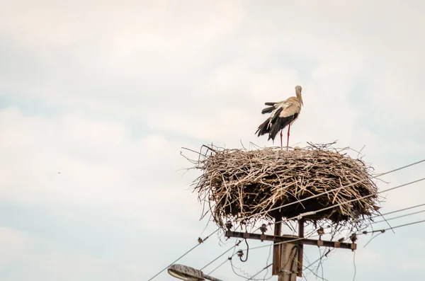 電信柱の上の巣の人口密集地域の野生のコウノトリの家族 — ストック写真