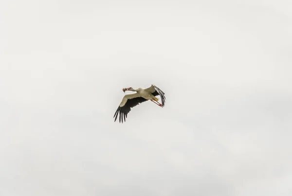 白鹤在定居点上方的空气中飞翔 — 图库照片