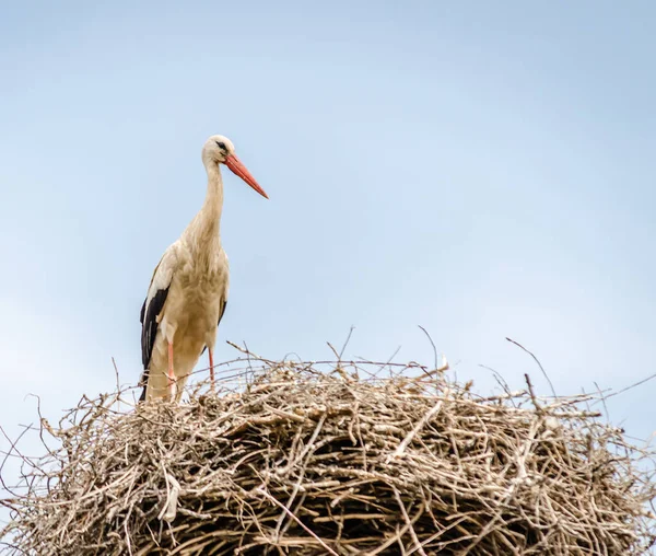 Een Familie Van Wilde Ooievaars Een Bevolkt Gebied Een Nest — Stockfoto