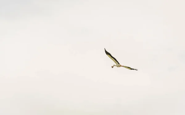 白鹤在定居点上方的空气中飞翔 — 图库照片