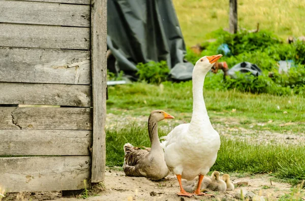 Domestic White Geese Farm — 스톡 사진