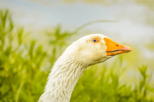 Domestic White Geese Farm — Foto Stock