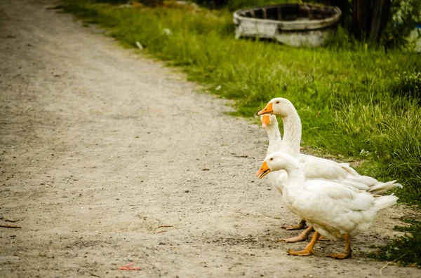 Domestic White Geese Farm — ストック写真