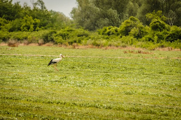 Der Weißstorchvogel Spaziert Durch Die Lichtung Vor Dem Wald — Stockfoto