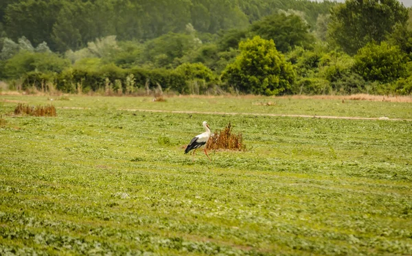 Beyaz Leylek Kuşu Ormanın Önündeki Açıklıkta Yürüyor — Stok fotoğraf